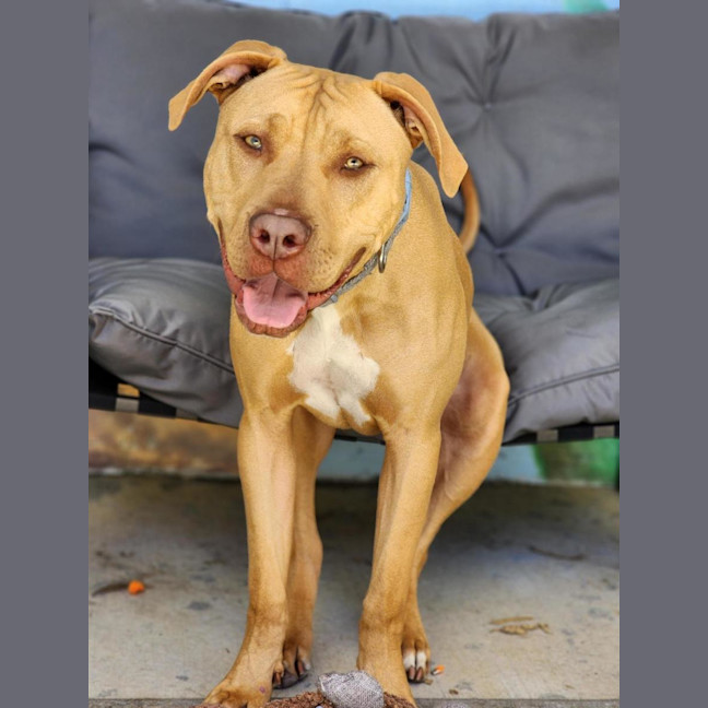 Photo of 🐁 Danger Mouse 6840 🐁