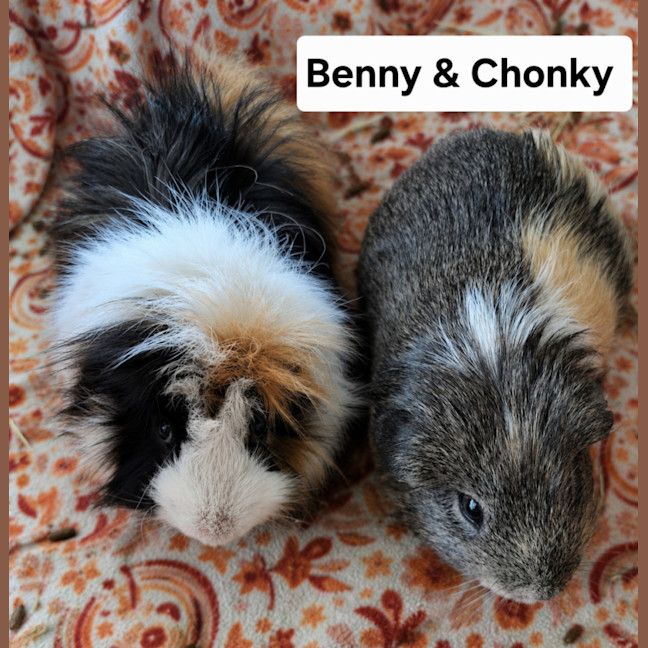 Photo of Benny & Chonky