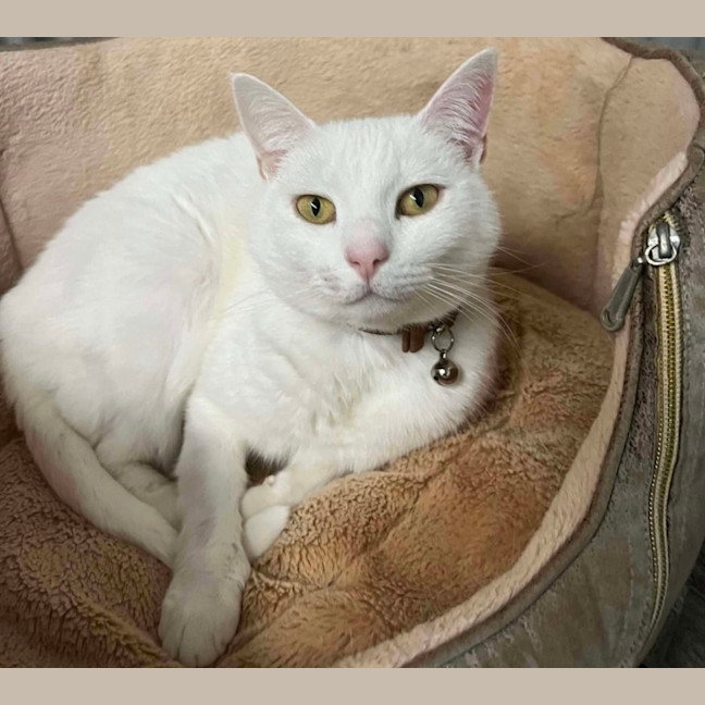 Photo of Princess Snowball