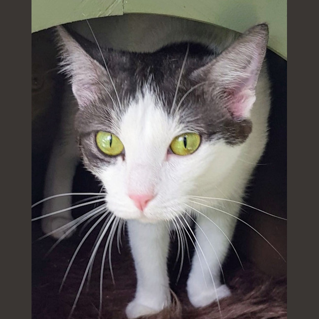 Photo of June   Now At Pet Quarters Broadmeadow