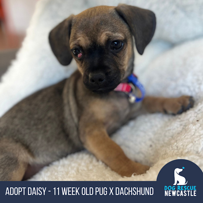 Photo of Daisy   11 Week Old Pug X Dachshund