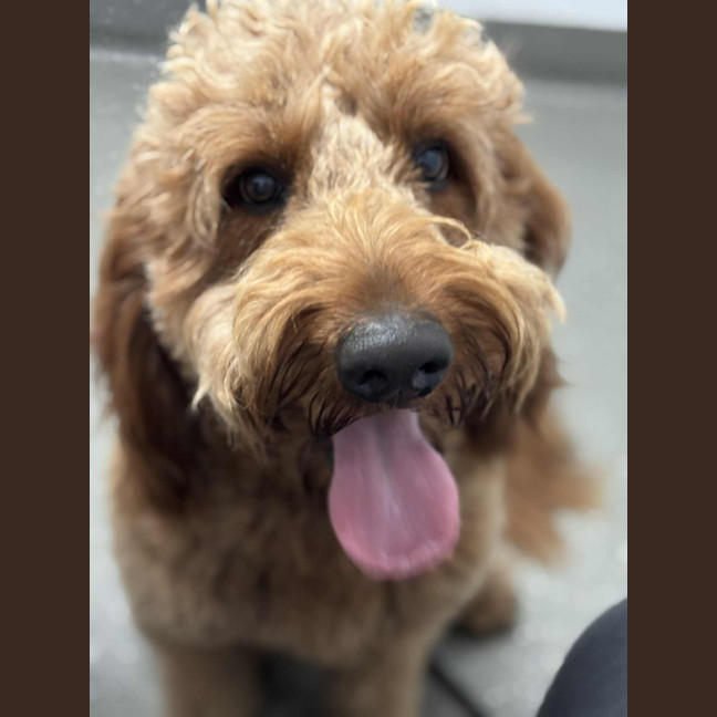 Photo of Lochie   21 Month Old Groodle