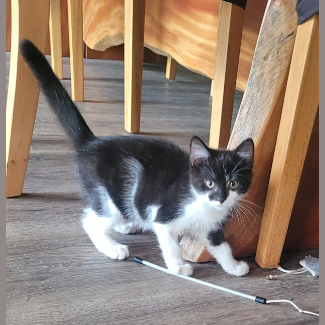 Photo of 💕 Atlas 💕