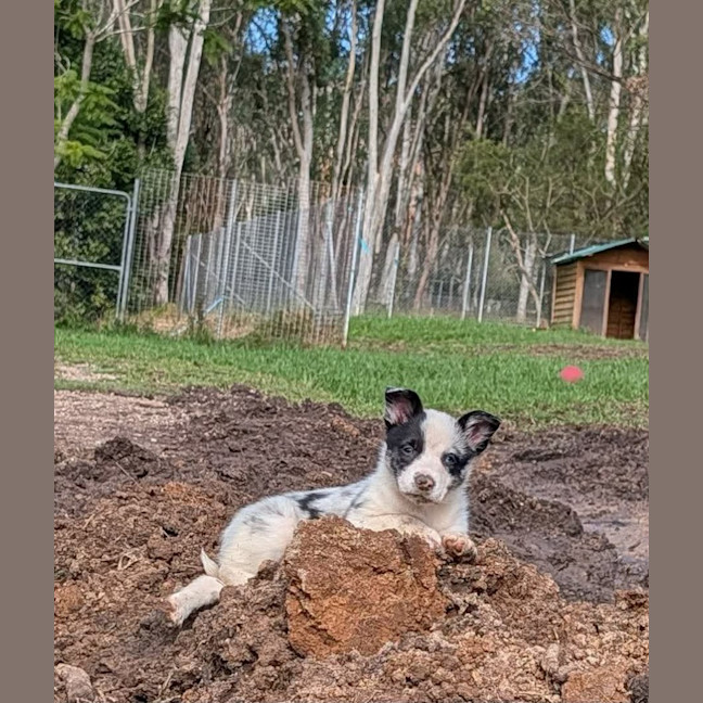 Photo of Pippin