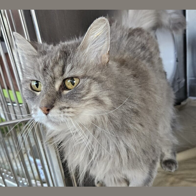Photo of Bindi