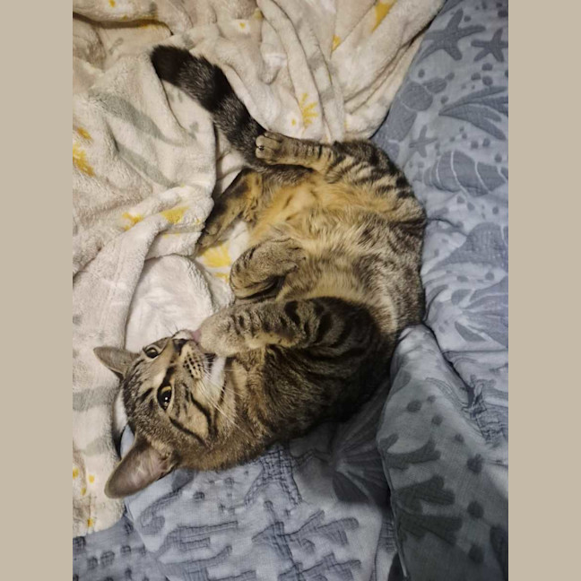 Photo of Simba