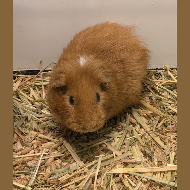 Photo of Iron Maiden