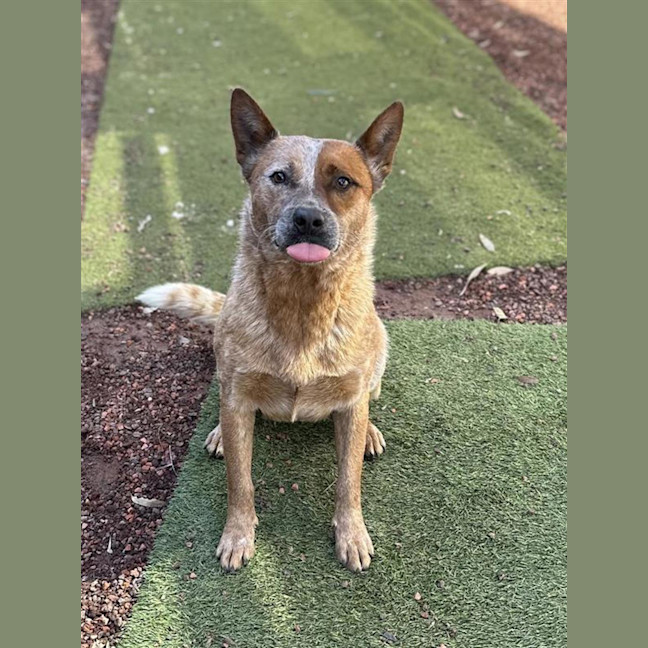 Photo of Rusty