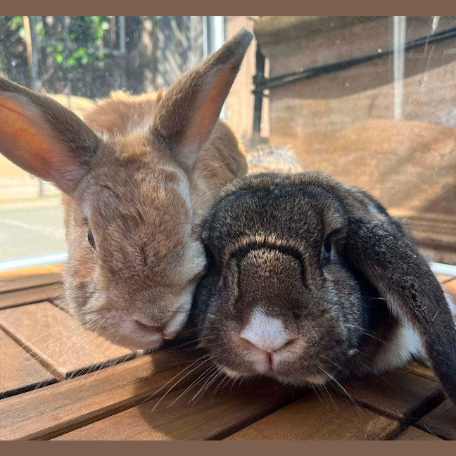 Photo of 🐰Artemis & Willow🐰   Located In Brunswick 