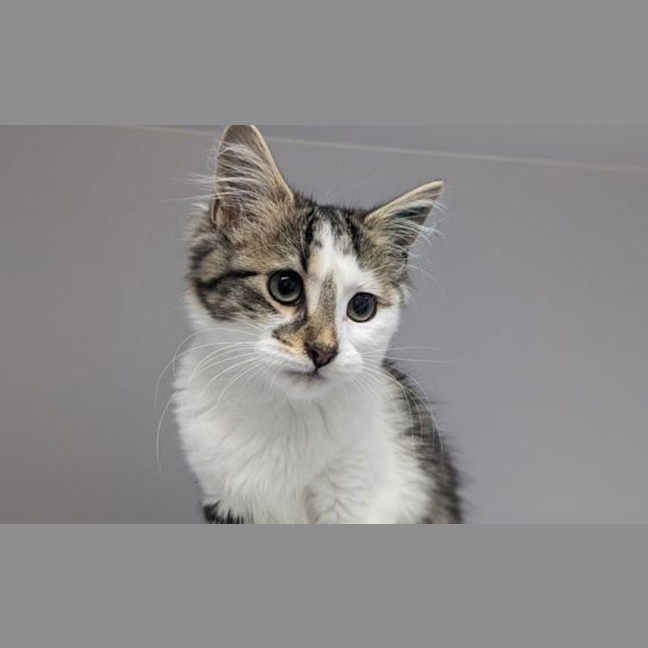 Photo of Luna