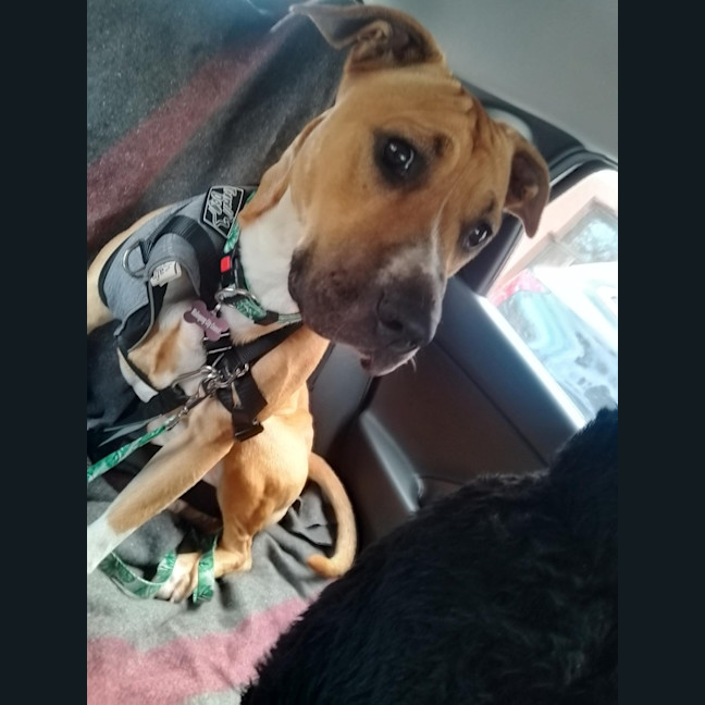 Photo of Daisy