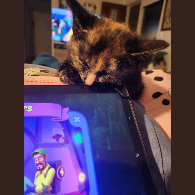 Photo of Cookie