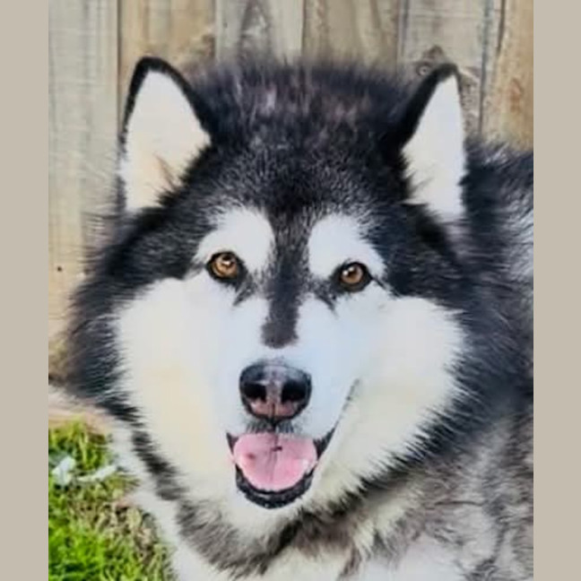 Photo of Harley