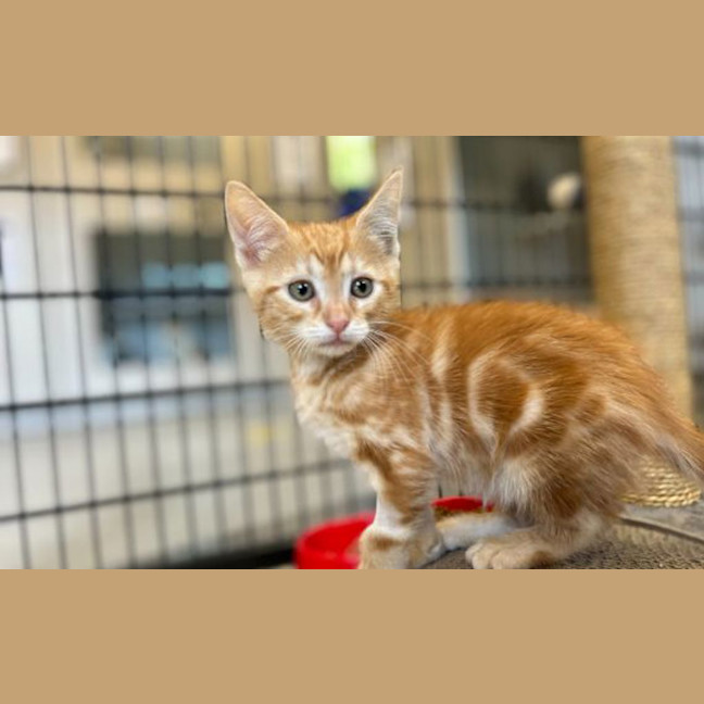 Photo of Chester Cheetah