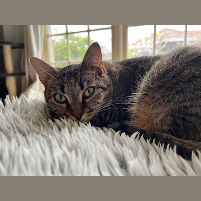 Photo of Stevie *9 Lives Project Rescue*