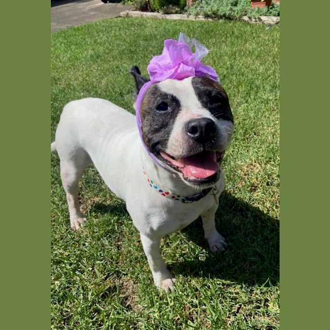 Photo of Pookie Imp 199