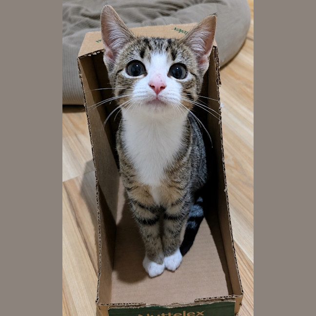 Photo of Jellybean