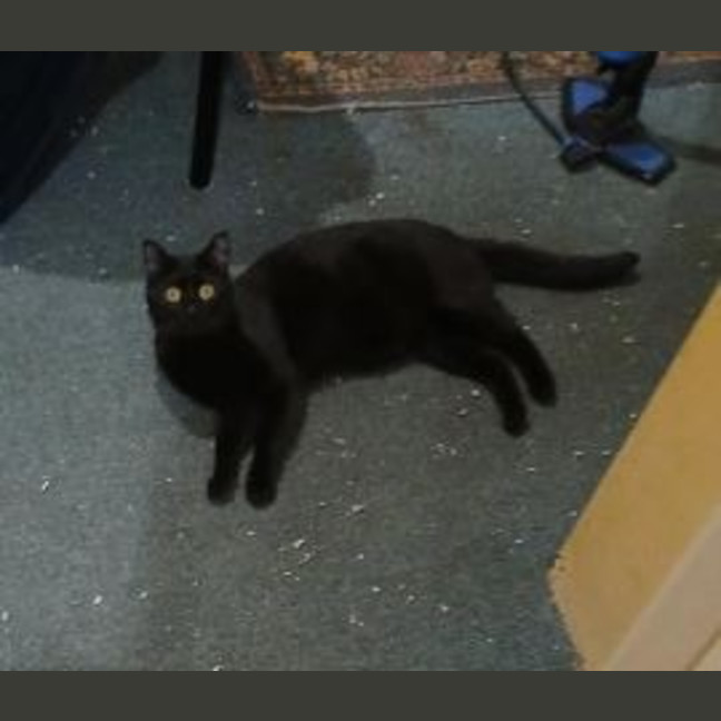Photo of Shadow