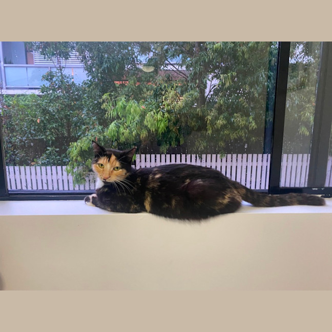 Photo of Honey