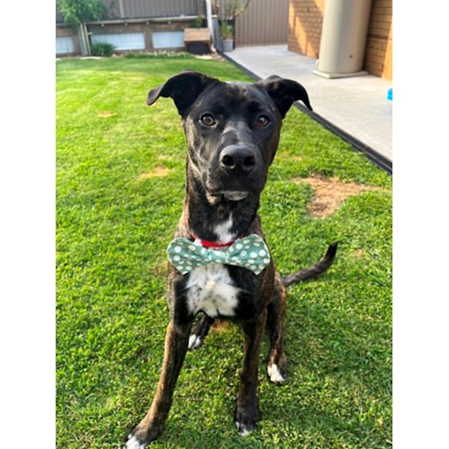 Photo of Tyson *$250 Adoption Fee*