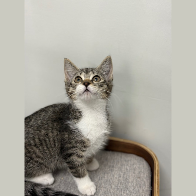 Photo of Velvet   Burnie