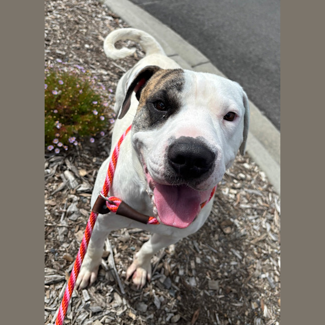 Photo of Patch