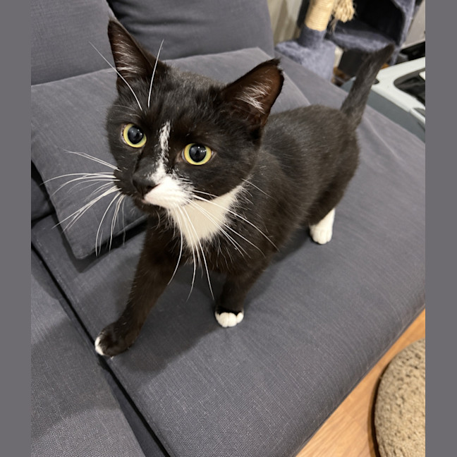Photo of Toothless