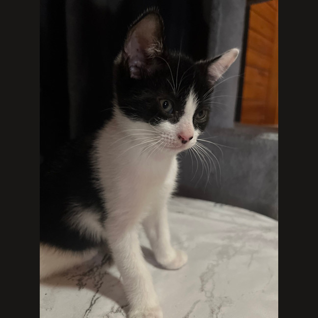 Photo of Mochi