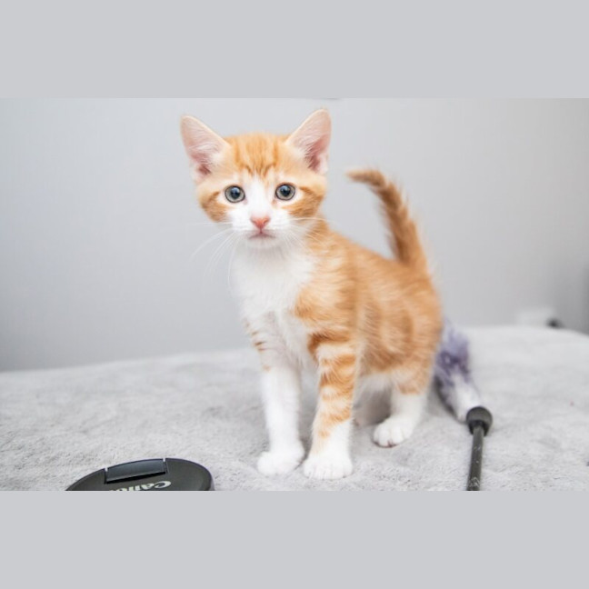 Photo of Pumpkin