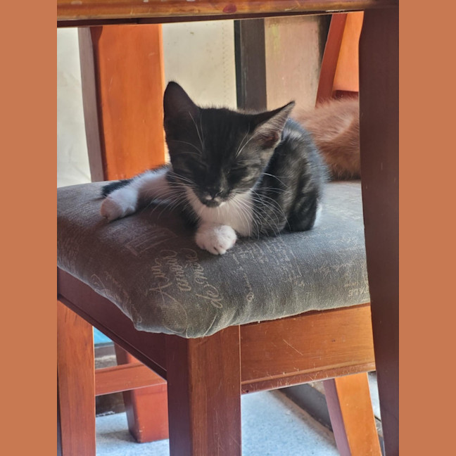 Photo of Belladonna *9 Lives Project Rescue*