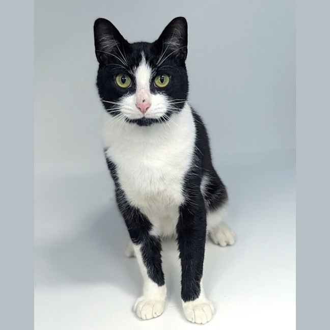 Photo of Oreo