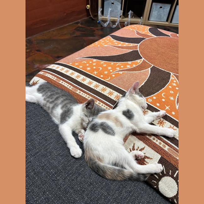 Photo of Lupin