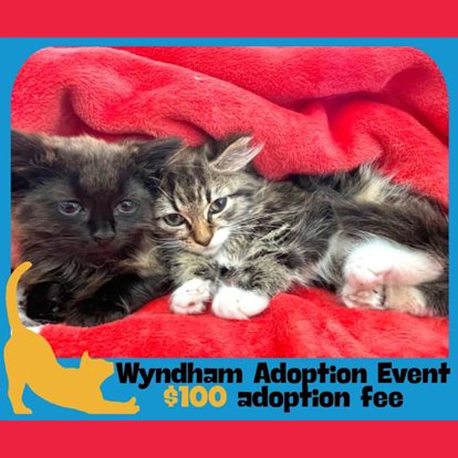 Photo of Coffee Bean