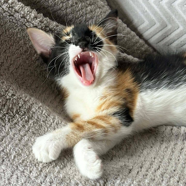 Photo of Little Sis Muffet