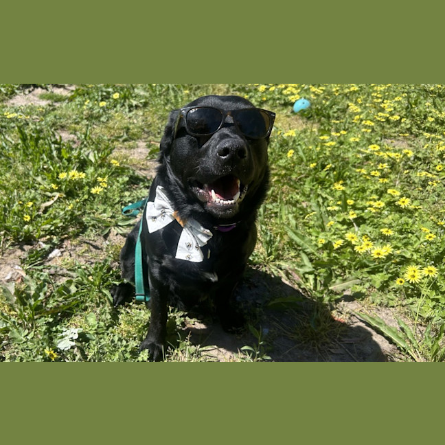 Photo of Laszlo