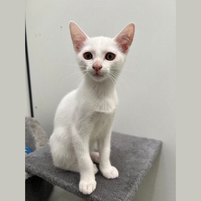 Photo of Squeegee