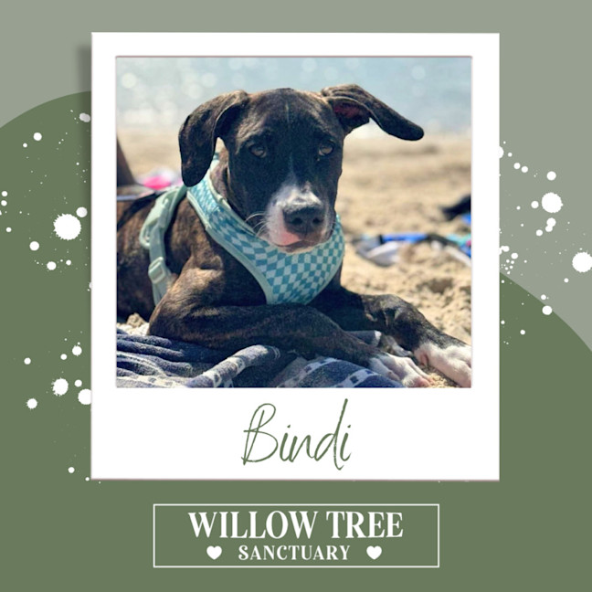 Photo of Bindi