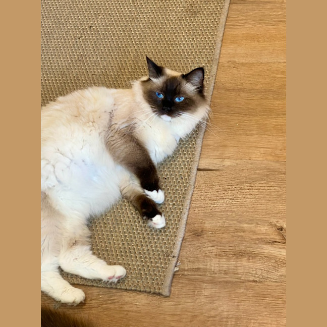 Photo of Serenity (Luna)