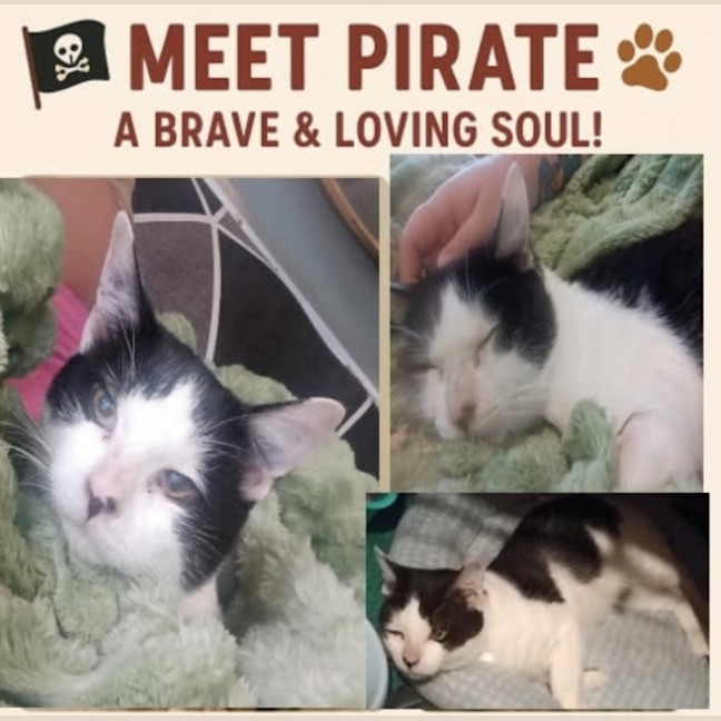 Photo of Pirate