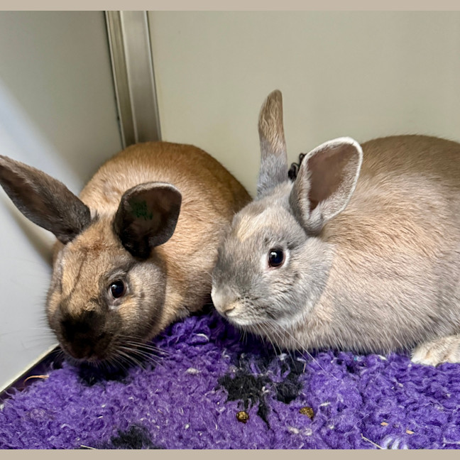 Photo of Bee (Bonded To Bumble)