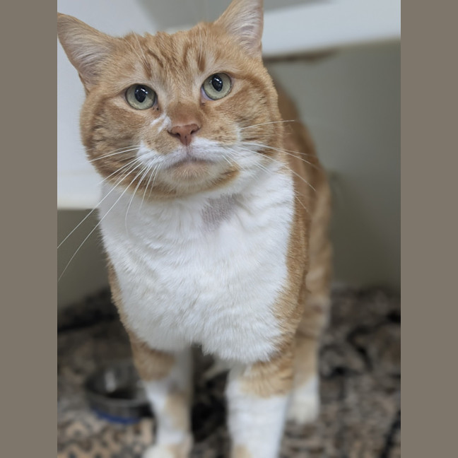 Photo of 🍝 Maccaroni 6402 🍝