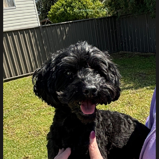 Photo of Bear   4 Year Old Cavoodle