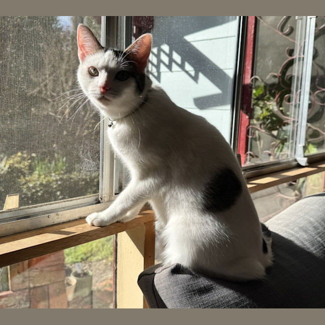 Photo of Junipurr