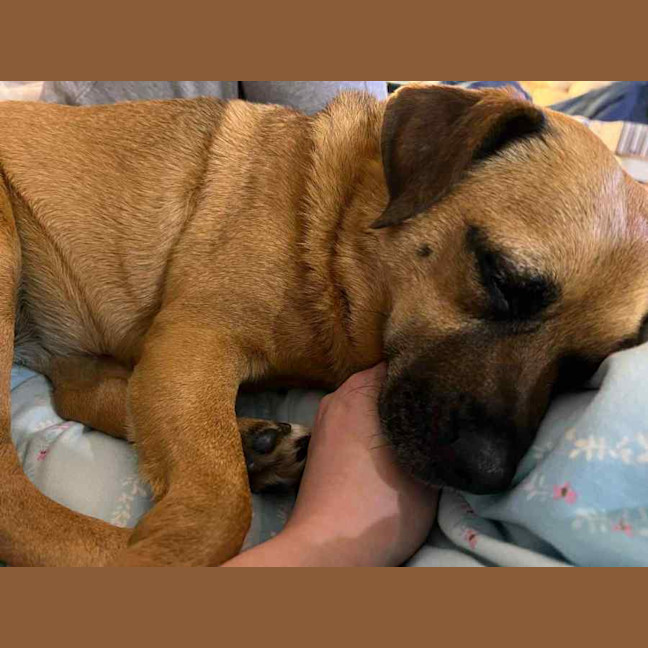 Photo of Evey   8 Year Old Pug X Jack Russell