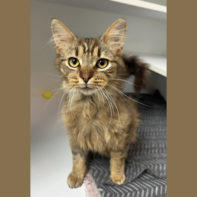 Photo of Coco (Bonded To Benji)