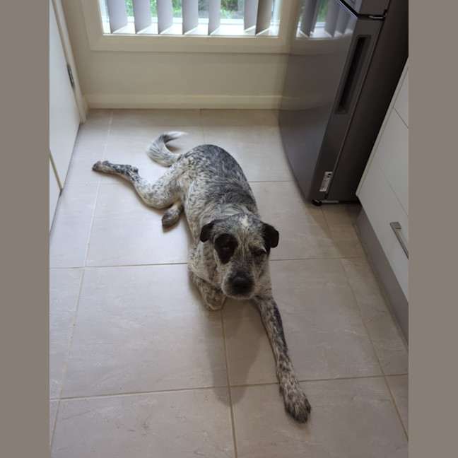 Photo of Gibble   2 Year Old Cattle Dog X Wolfhound (Trial)