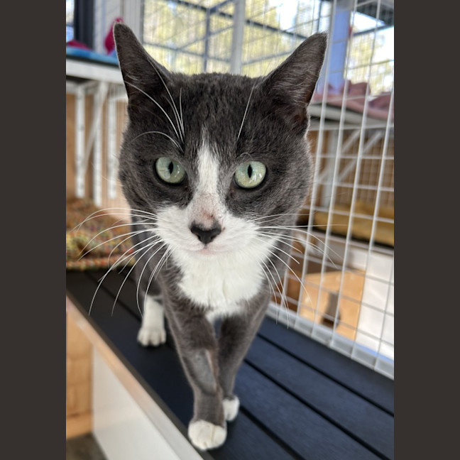 Photo of Comet