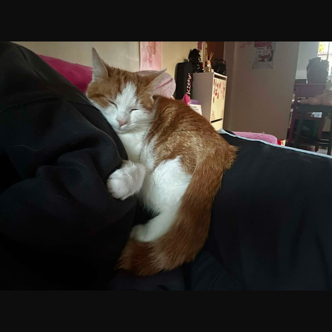 Photo of Tater Tot