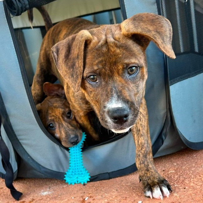 Photo of Cosmo