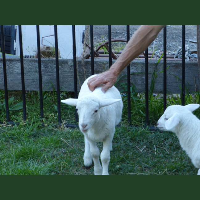 Photo of Buddy & Snow